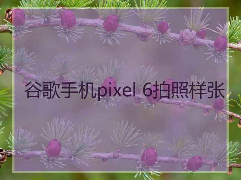 谷歌手机pixel 6拍照样张